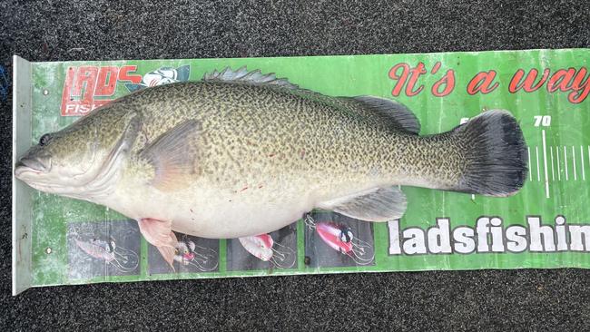 The fish are normally between 40-55cm but have swelled to 65-80cm. Picture: Supplied