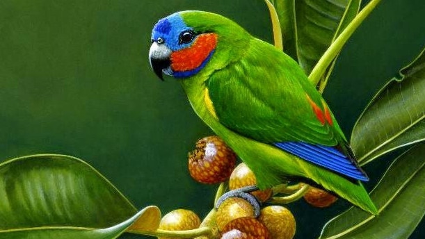 An illustration of the Coxen’s fig-parrot by S. D. Elmer.