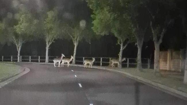 Deer sighted by residents in Harrington Park area. Picture: Facebook