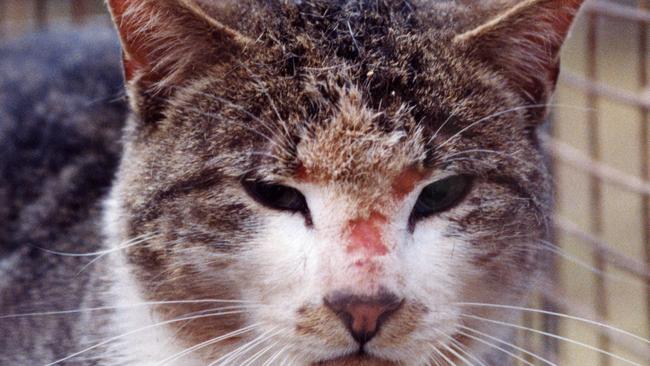 Earlier this year, an eight-week trapping program caught 19 feral cats.