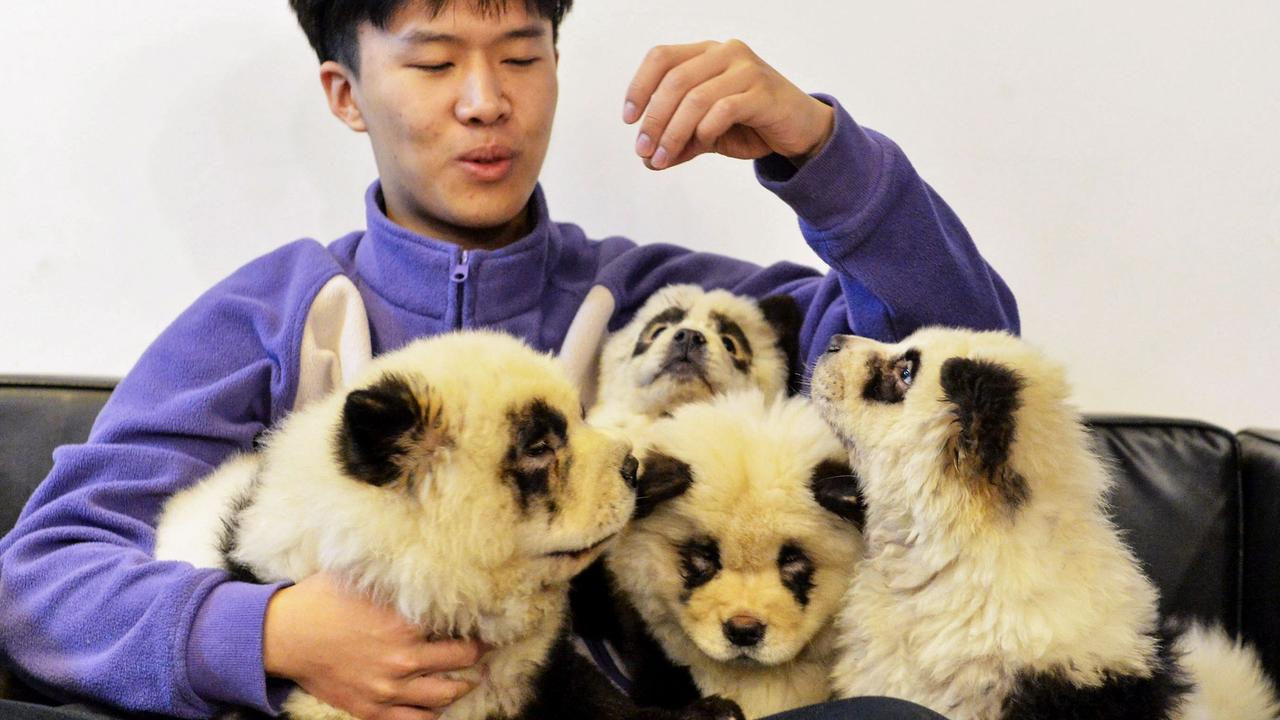 A staff member plays with dogs dyed black and white to mimic panda cubs. Picture: STR / AFP / China