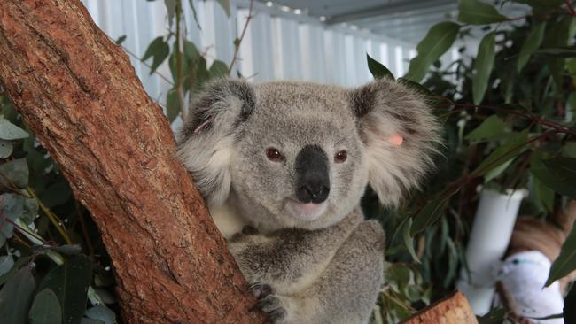 This two-year-old female Koala named Kenzie has been successfully rescued by Ms Ryan.