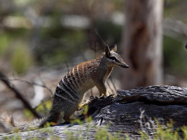 The numbat was added to the threatened species list in 2018. Picture: Auscape/Universal Images Group via Getty Images)