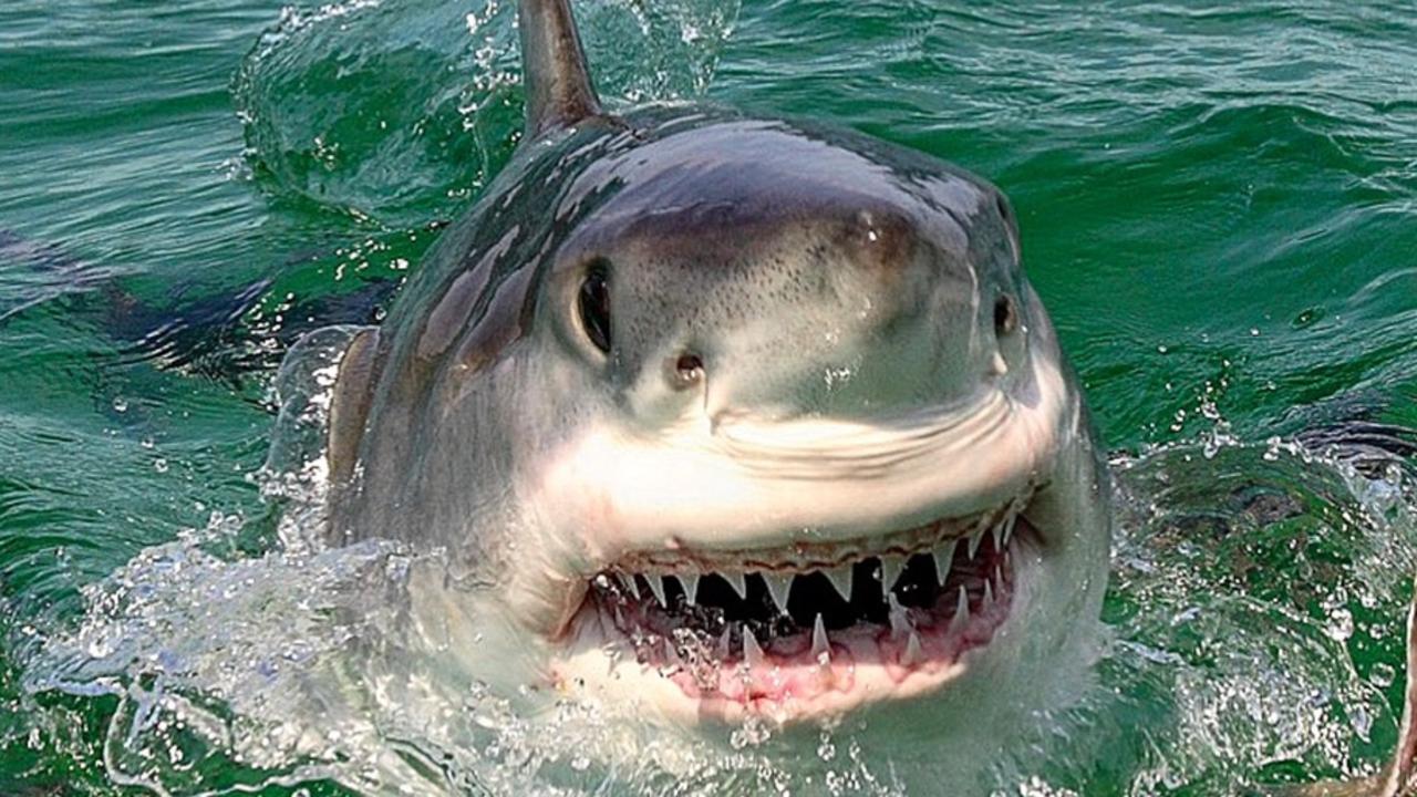 Shark attack deaths in Australia at 10-year high, more predicted