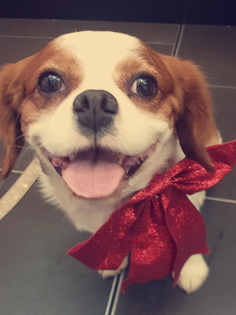 The day I took him to see Santa for photos and he couldn't stop smiling, he was so excited and so well behaved. Picture: Bonita