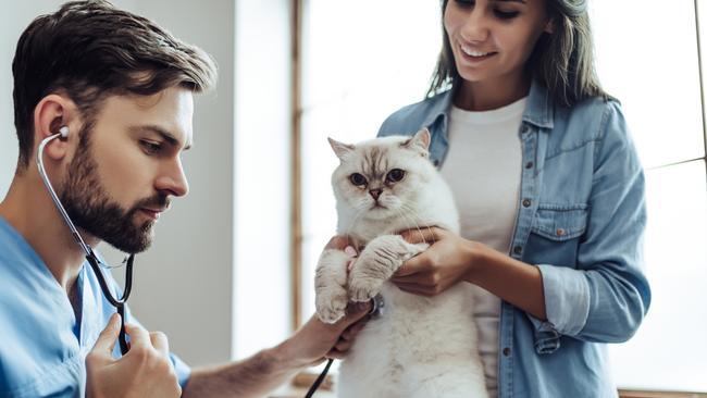 Homes can save hundreds by switching pet insurance policies or providers. Picture: iStock