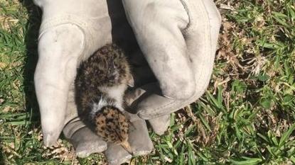 One of the baby plovers rescued from a drain. Picture: Fire and Rescue NSW