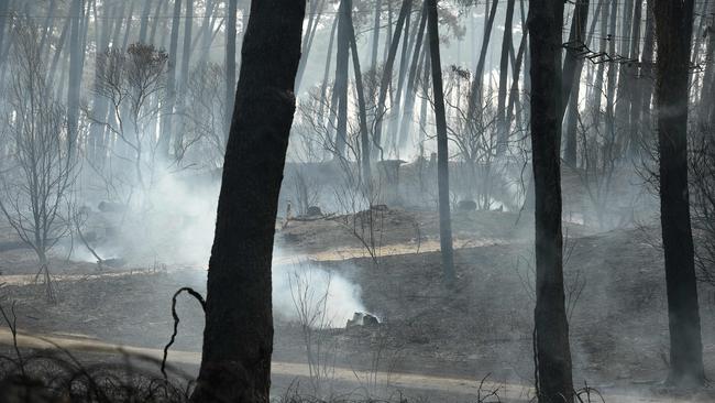 This picture shows burnt trees and greenry after a bushfire in the Chiberta forest in Anglet, southwestern France, on July 31, 2020. (Photo by GAIZKA IROZ / AFP)