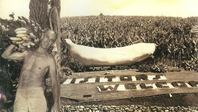 Coffs Harbour's Big Banana has been a tourist drawcard since it first opened in 1964.