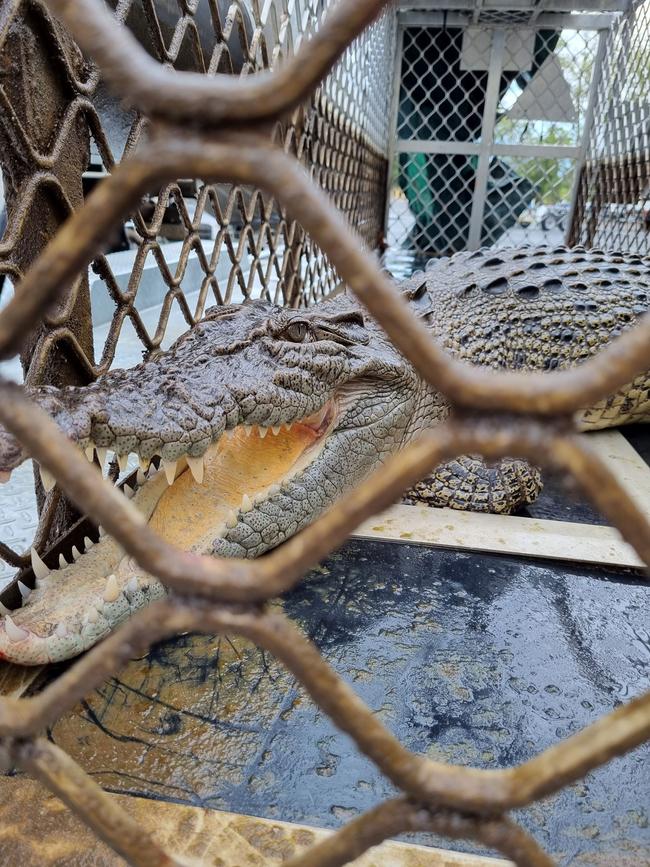 A 2.2m crocodile was removed from the Redbank boat ramp on October 15. PHOTO: Queensland Government, Department of Environment and Science.