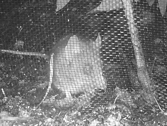 A Kangaroo Island dunnart using a shelter tunnel after the bushfires. Picture: Facebook/Kangaroo Island Land for Wildlife