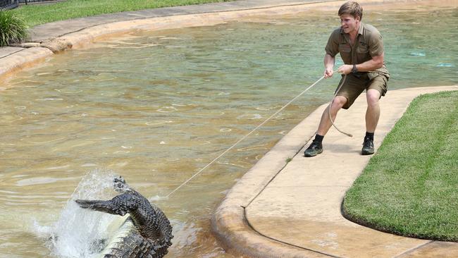 Robert Irwin back working at Australia Zoo.