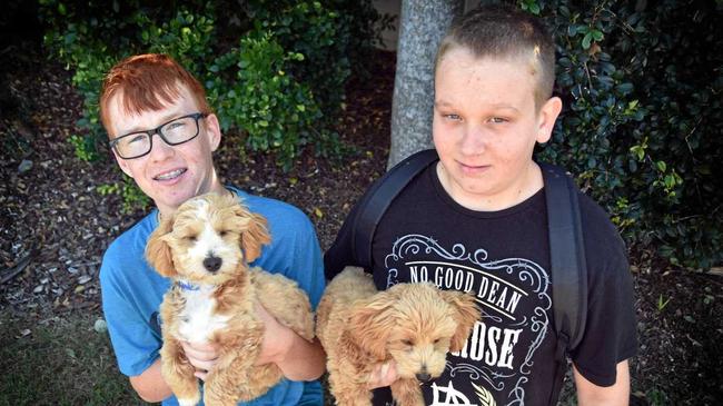 Kyan and Alan with therapy puppies Pablo and Moana at Carinity&#39;s Gladstone school campus. Picture: Contributed