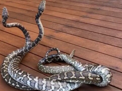 Allegedly fighting over a nearby female, these two snakes were captured earlier this week by Steven Brown of Brisbane North Snake Catchers and Relocation. Source: Facebook