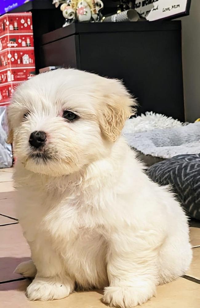 Sam: Beck Hatton's 2 and a half month old Maltese x Shih Tzu