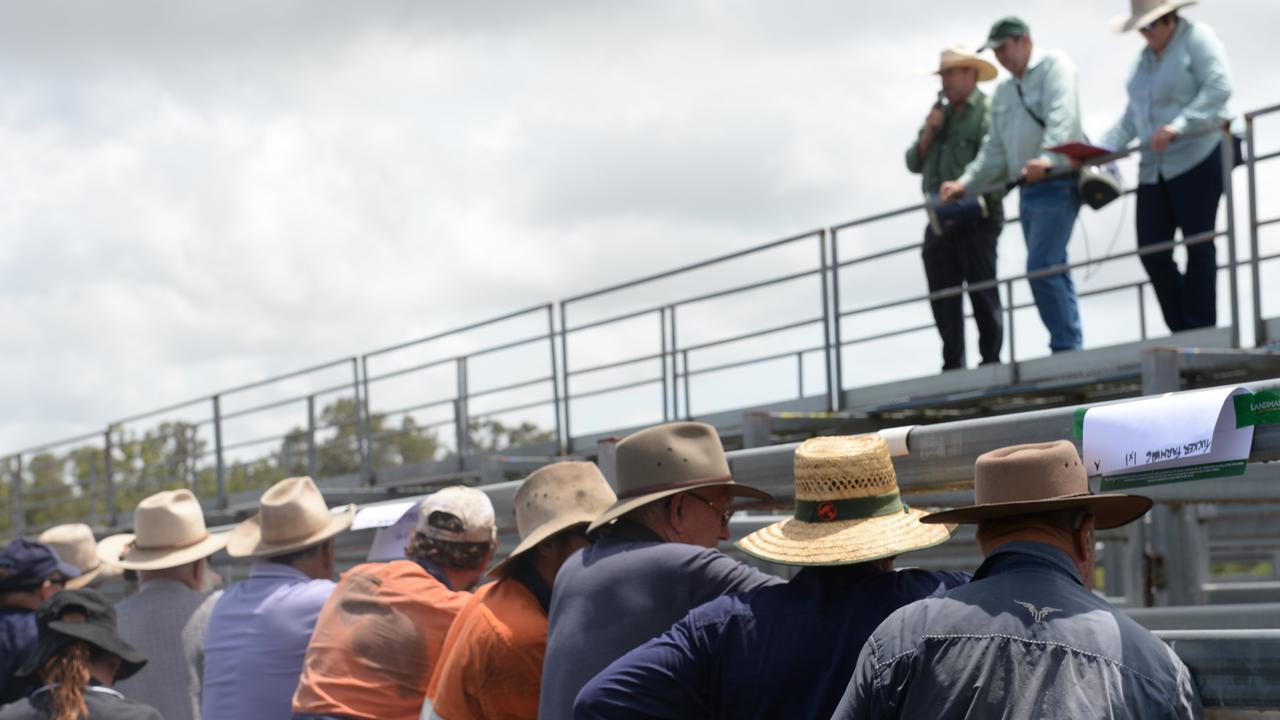 A crowd of 60 people were at the Landmark Mackay Sarina cattle sale. Photo: Zizi Averill