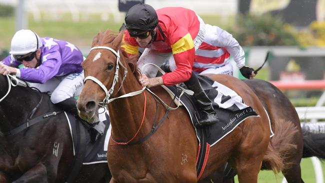 I Am Serious ticks plenty of boxes in the Coolmore Classic. Picture: AAP 