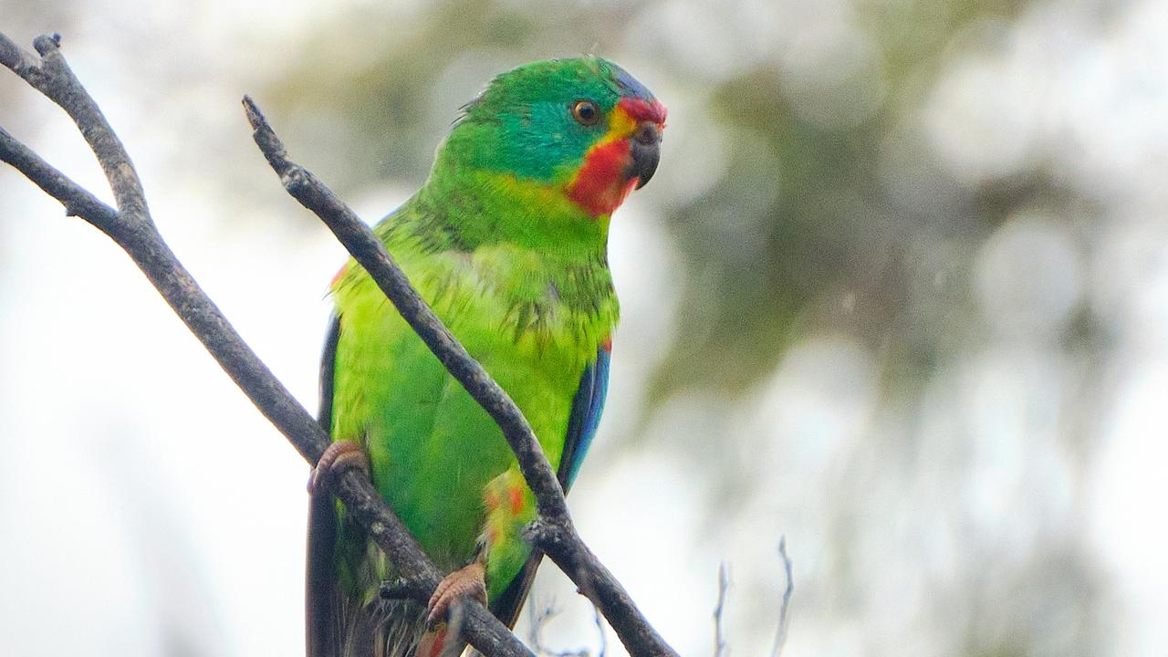 Bob Brown Foundation protest logging of swift parrot habitat in Snow ...