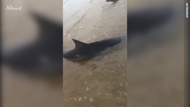 Fisherman land monster bull sharks