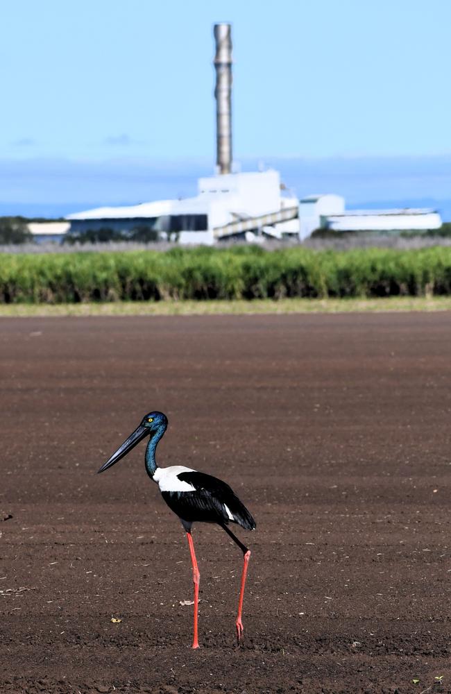 A black-necked stork traipses through a freshly cut Hinchinbrook canefield with Macknade Mill in the background. The mill was not operating last following heavy rain inhibited the sugarcane harvest. Picture: Cameron Bates