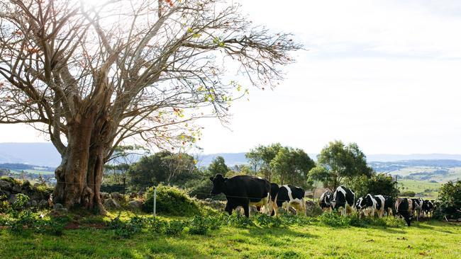 Dairy farmers in NSW currently receive upwards of 50c per litre for their milk — something which is becoming more unsustainable due to the drought. 