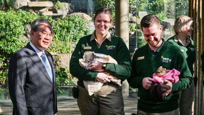 Chinese Premier Li talks to keepers holding marsupials during his visit to the panda enclosure at Adelaide Zoo. Picture: NewsWire / Brenton Edwards