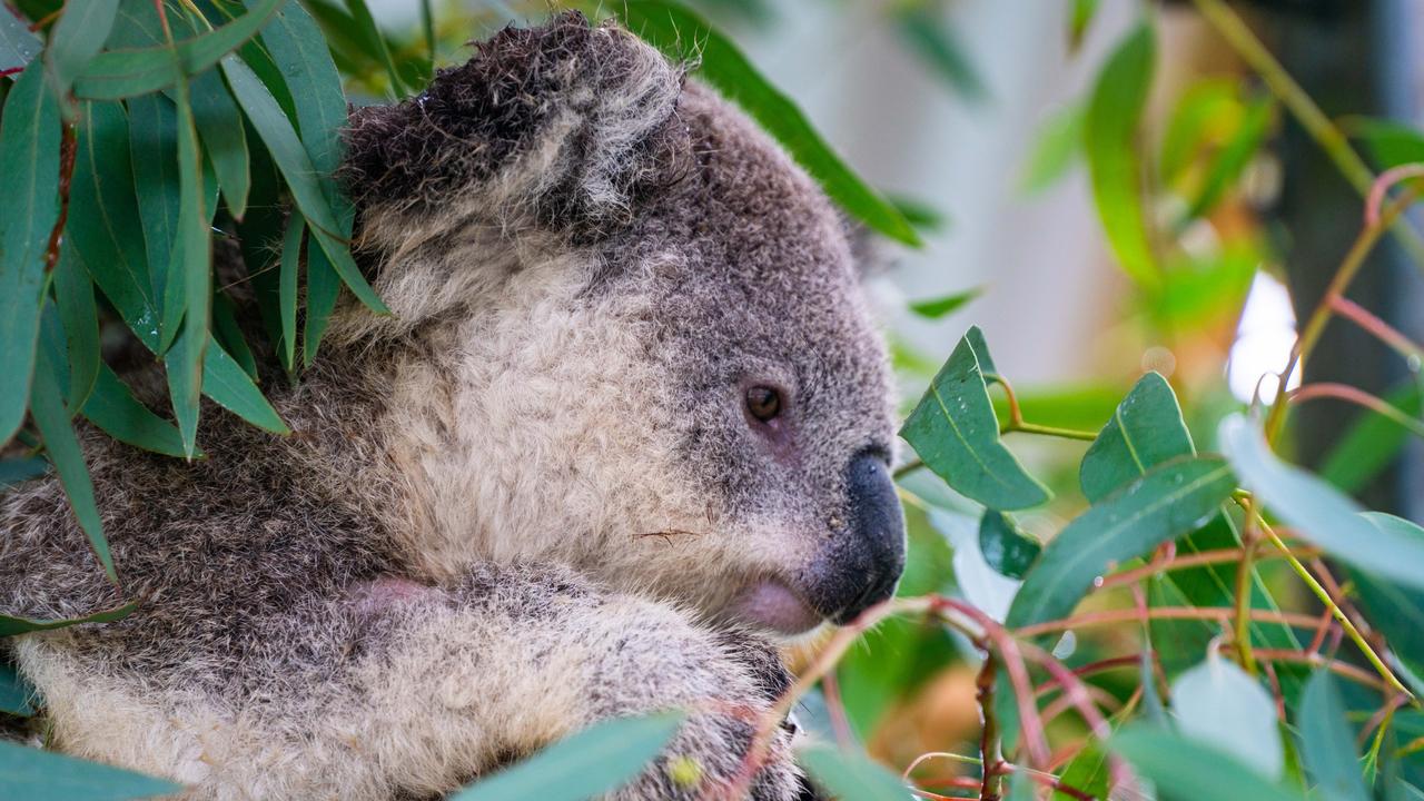 WIRES said animal collisions are particularly devastating for koala populations.