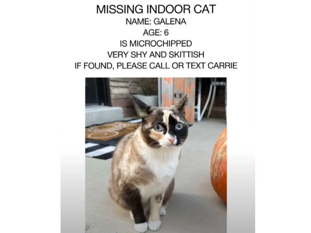 Carrie Clark's missing poster for her lost cat Galena before she was found inside an Amazon delivery box hundred of miles away. Picture: Supplied