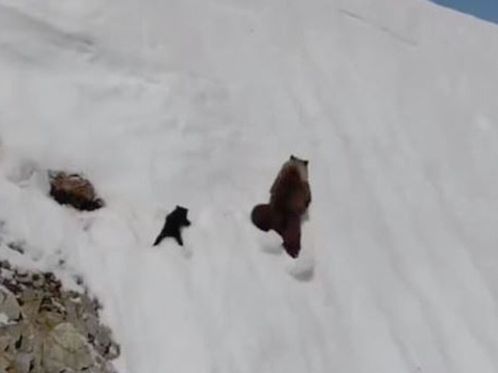 Baby b ear struggles up deals snowy mountain to mama bear