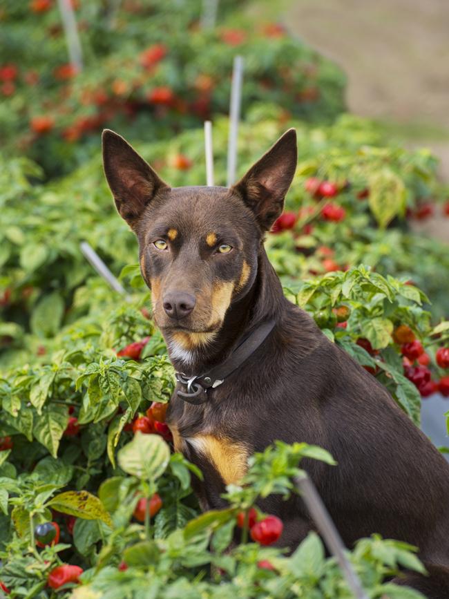 Namesake: Kelpie Baz. Picture: Zoe Phillips