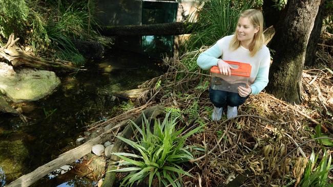 Phd student Claire Keely. Scientists are looking at how urban sprawl is impacting the growling grass frog, a frog that was once so abundant it was used in schools for dissections. A team of scientists found in the Cardinia Shire is of particular significance to the growling grass frog, which is being impacted by urban sprawl. However the cardinia population is showing increased genetic diversity, which means the population is better able to withstand impacts such as disease, changes in environment, etc Picture: Kris Reichl