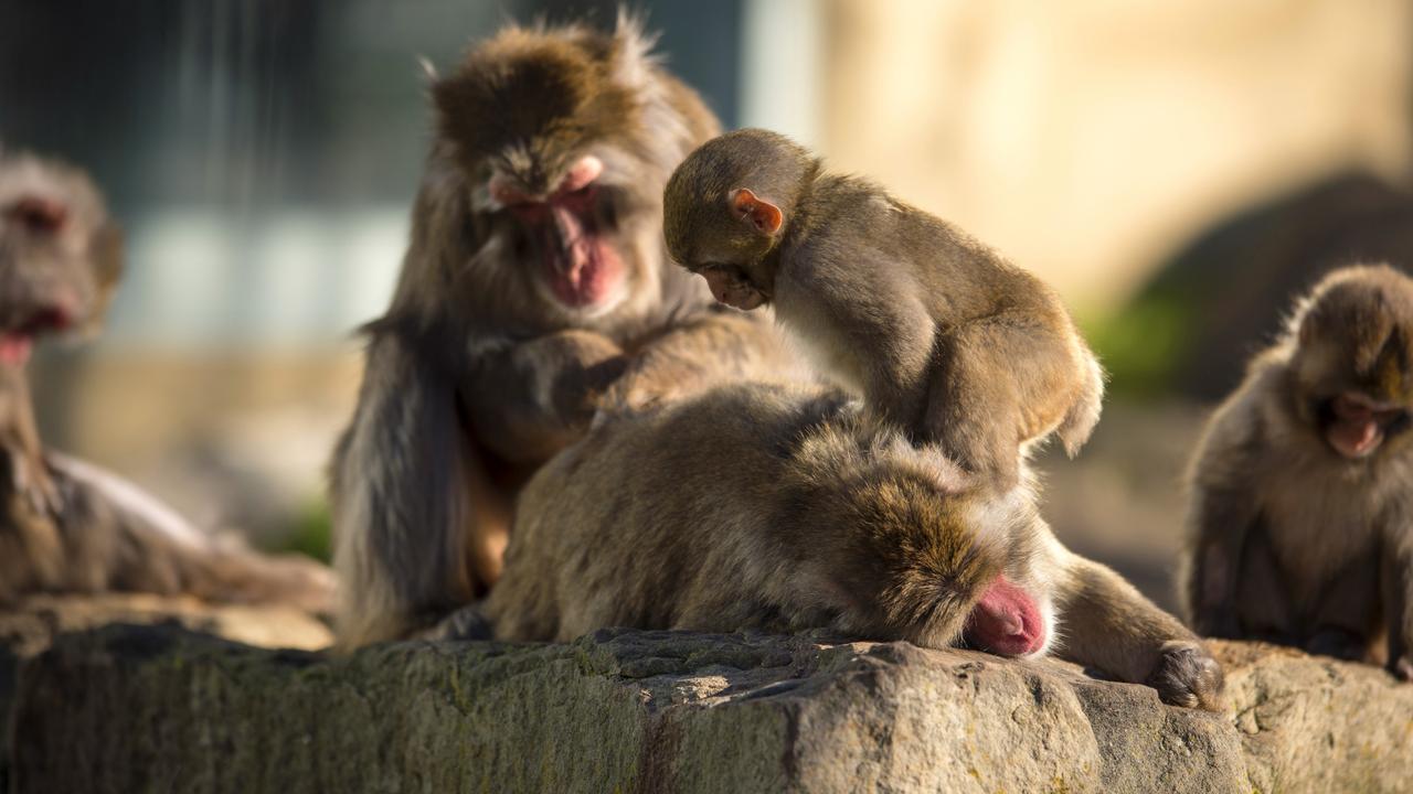 Japanese macaques in Launceston's City Park. Picture: City of Launceston