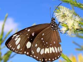 An oeander butterfly drinking nectar. Picture: Hugh Maxwell