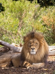 The mane of Werribee Open Range Zoo’s lion Sheru is still quite regal.