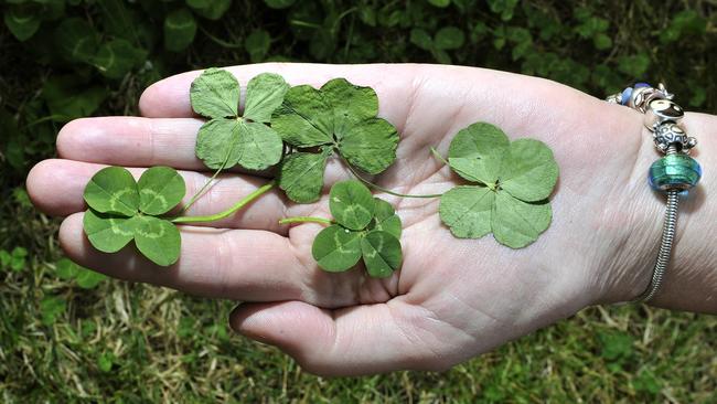 What Are The Odds? Woman Finds 21 Four-Leaf Clovers In Her Front Yard |  Daily Telegraph