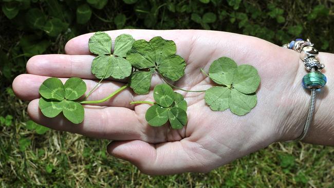 What are the odds? Woman finds 21 four-leaf clovers in her front