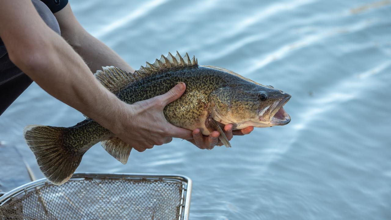 Murray cod fishing: Season opens in Victoria and NSW on December 1 ...