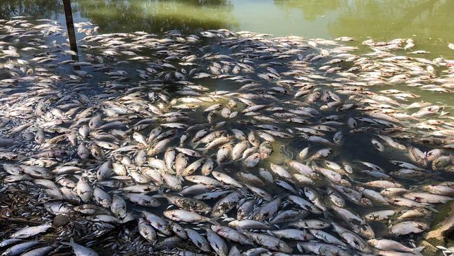 Hundreds of dead fish at the Medindee Lakes in western NSW. Picture: Facebook 