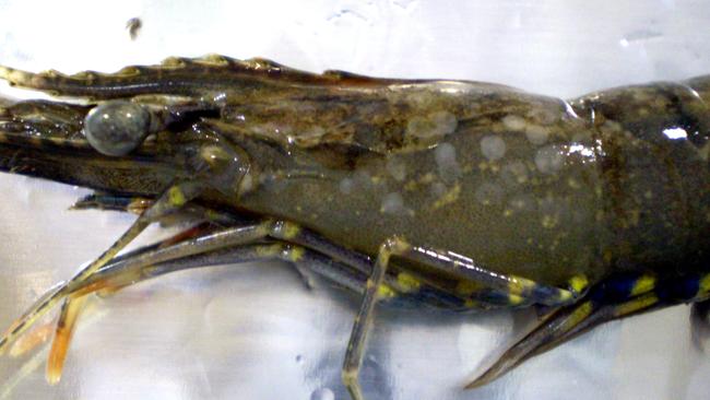 A prawn with white spot virus.