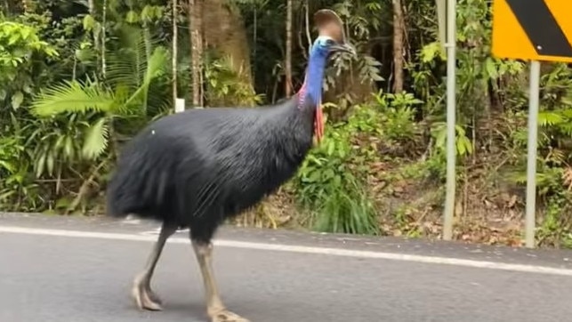 Drivers have been warned to slow down on the Gillies Range Rd and not feed a cassowary that has been wandering onto the roadway for the past two weeks. Helen Welsh