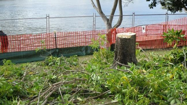 Part of the site after treeloppers moved in.