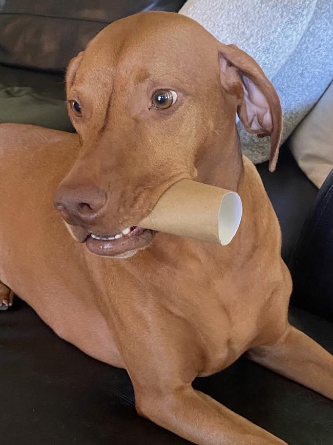 Phoebe, sent in by Krystyna Fowler, Kings Park.