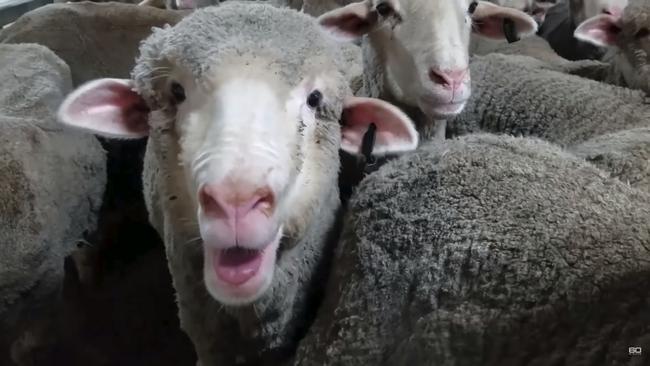 Screenshots from the 60 Minutes Australia video detailing Australia's live, long-haul exports. The vision was originally provided to 60 Minutes Australia by Faisal Ullah, a live export worker who allegedly helped create the appalling conditions the animals are seen in. Picture: YouTube https://www.youtube.com/watch?v=vh5nZV-CdH8