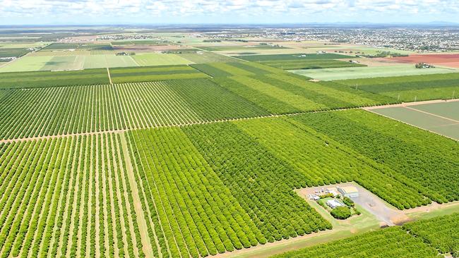 ME Farms macadamia operation near Bundaberg in Queensland, for which Nuveen paid a reported $71 million in October.