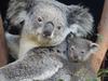 ‘Zero extinctions’: Plan to save Aussie animals