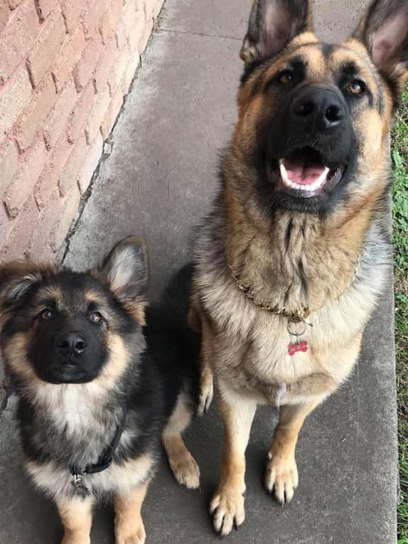 Tassie's Pawfect Pairs | Shane Baz Narracott: Boss and Bear