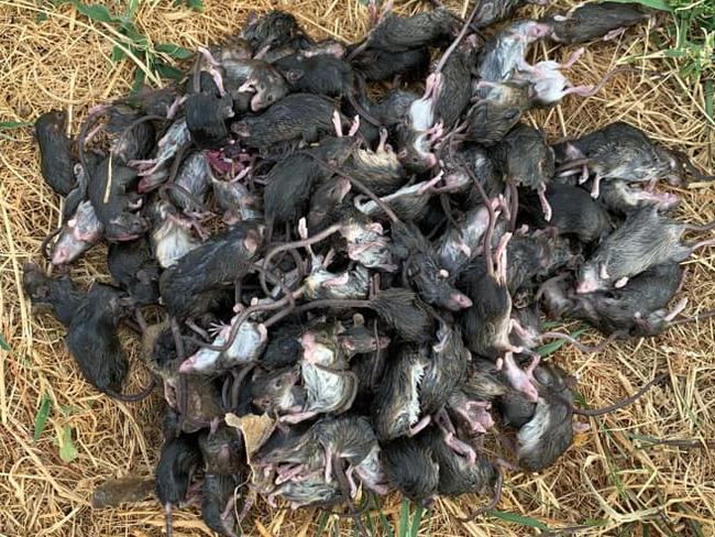 Fears for farmers as mice migrate south