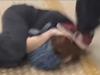 WATCH: Cops’ blitz on young thugs as violence rages in CBD