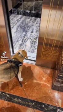 I took my dog on a five-star hotel 'pawcation'