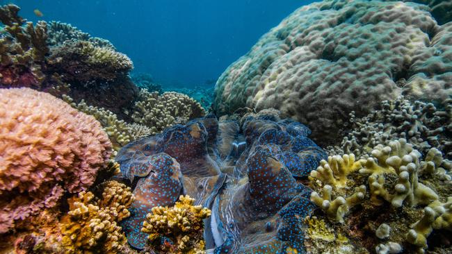 Normanby Island is brimming with sea life including coral, fish and crustaceans as a resilient and bustling part of the Great Barrier Reef in Far North Queensland. PICTURE: JULIANA RESTREPO VILLEGAS